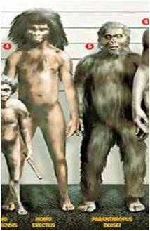 File:Homo erectus and a boisei.jpg