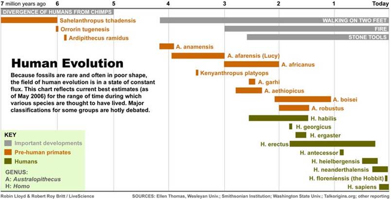 Hominid Evolution.jpg