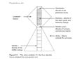 Thumbnail for version as of 18:52, 26 June 2021