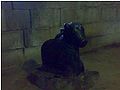 Thumbnail for version as of 05:25, 20 July 2010